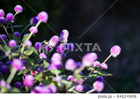 千日草 千日草 84824908