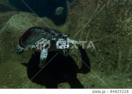 sea turtle swims in the dark water of the ocean 84825228