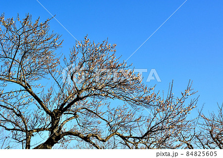 偕楽園千波公園の梅林 84825605