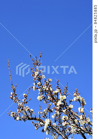 偕楽園千波公園の梅林 偕楽園千波公園の梅林 84825885