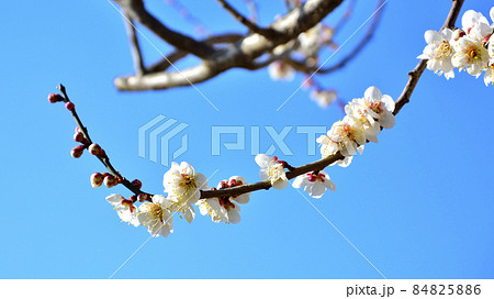 偕楽園千波公園の梅林 偕楽園千波公園の梅林 84825886