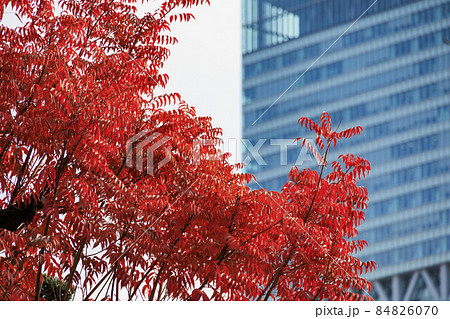 紅葉真っ盛りの慶沢園 紅葉真っ盛りの慶沢園 84826070