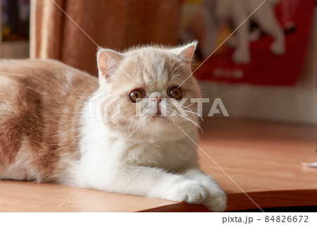 A beautiful kitten of the exotic shorthair breed lies on the brown background of the house. Color cream with white 84826672