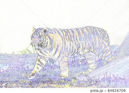 トラ 虎 年賀状素材 2022年年賀素材 アムールトラ 寅年ポストカード イメージ素材 トラ 虎 年賀状素材 2022年年賀素材 アムールトラ 寅年ポストカード イメージ素材 84826706