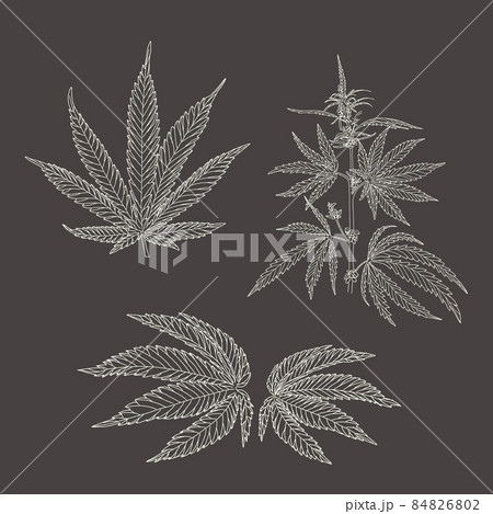 Hemp Cannabis Leaves And Stemsのイラスト素材