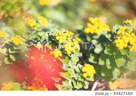 磯菊（イソギク）の花　 84827160