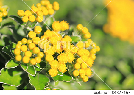 磯菊（イソギク）の花　 84827163