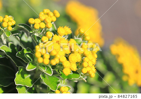 磯菊（イソギク）の花　 84827165