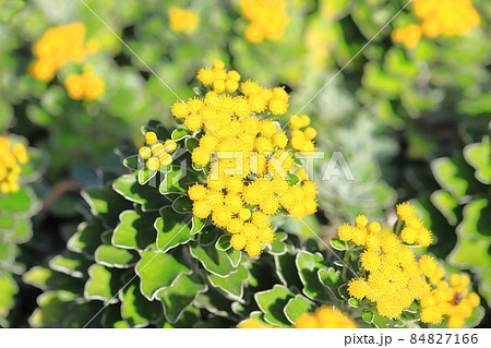 磯菊（イソギク）の花　 84827166
