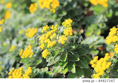 磯菊（イソギク）の花　 84827167