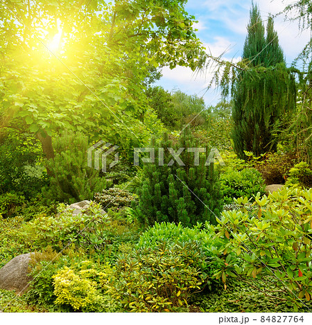 A beautiful urban garden with conifers and sun. A beautiful urban garden with conifers and sun. 84827764