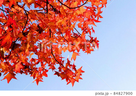 秋空を背景にした紅葉 秋空を背景にした紅葉 84827900