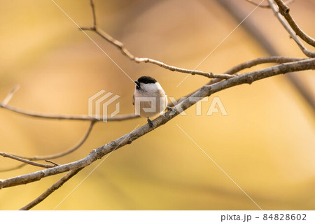 枝にとまるコガラ 84828602