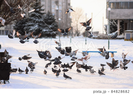 a flock of pigeons flies and sits on the snow. bird feeders in winter in the snow. 84828682
