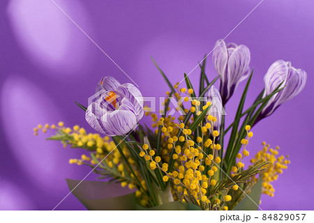 Beautiful spring bouquet of crocuses and mimosa flowers. Beautiful spring bouquet of crocuses and mimosa flowers. 84829057