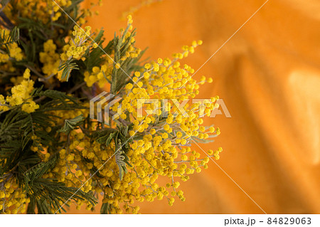 Bright yellow mimosa flowers on a waved yellow velour textile. Bright yellow mimosa flowers on a waved yellow velour textile. 84829063