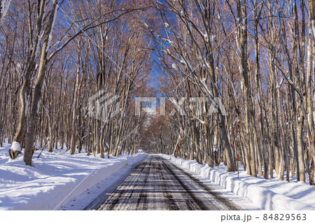 初冬の八甲田 84829563