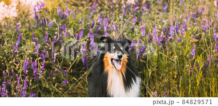 Tricolor Rough Collie, Funny Scottish Collie, Long-haired Collie, English Collie, Lassie Dog Sitting In Green Summer Meadow Grass With Purple Blooming Flowers. Panorama, Panoramic View Tricolor Rough Collie, Funny Scottish Collie, Long-haired Collie, English Collie, Lassie Dog Sitting In Green Summer Meadow Grass With Purple Blooming Flowers. Panorama, Panoramic View 84829571