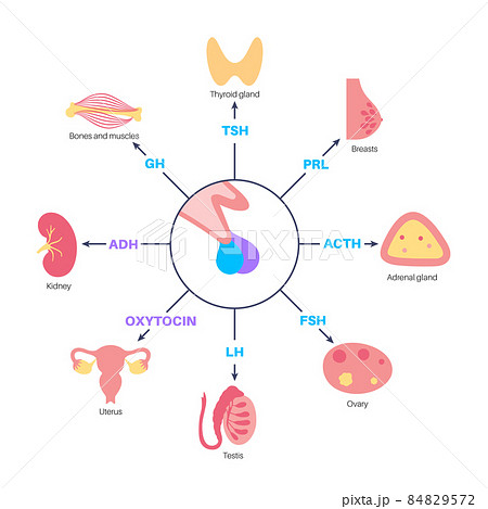 Pituitary gland hormones Pituitary gland hormones 84829572