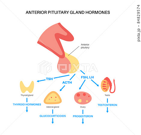 Pituitary gland hormones Pituitary gland hormones 84829574