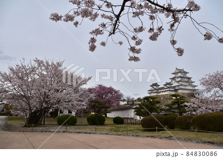 日本の兵庫県の姫路市 世界遺産で国宝でもある姫路城 春の桜と立派な天守閣 日本の兵庫県の姫路市 世界遺産で国宝でもある姫路城 春の桜と立派な天守閣 84830086