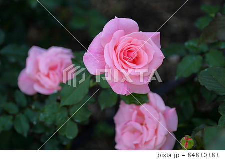 バラの花 ブライダルピンクの写真素材 8403