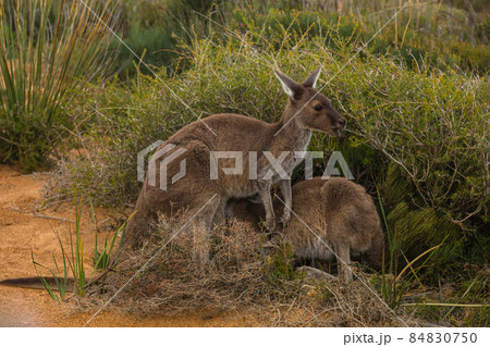 オーストラリアの野生のカンガルー 84830750