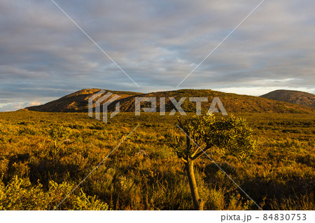 オーストラリア　エスペランス郊外のケープ・ル・グランド国立公園の風景 84830753