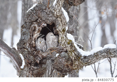 樹洞の中で寄り添う二羽のフクロウ（北海道） 84830775
