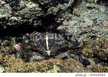 オウギガニ オウギガニのバラエティー オウギガニ オウギガニのバラエティー 84830984