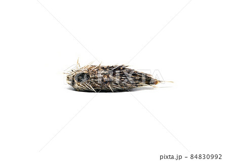 漂着したハリセンボン  漂着物　白バック 84830992