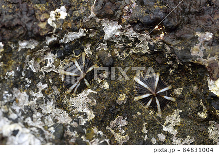 キクノハナガイ 84831004