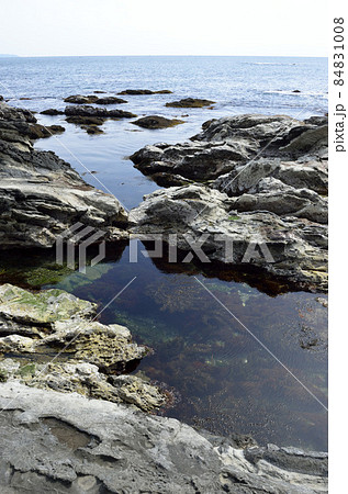 潮だまり 潮溜まり タイドプール 潮が引いた磯 潮だまり 潮溜まり タイドプール 潮が引いた磯 84831008