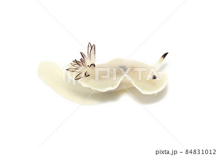 ジボガウミウシ 白バック ジボガウミウシ 白バック 84831012