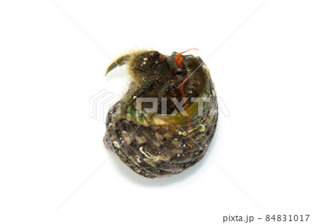 ケアシホンヤドカリ　白バック 84831017