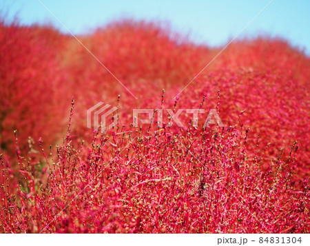 真っ赤に紅葉したコキア 84831304