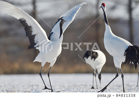 タンチョウのダンス（北海道・鶴居） 84831338