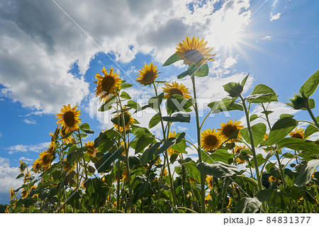 夏の太陽の光を浴びるオープンガーデンのひまわり畑のひまわりの花の写真素材