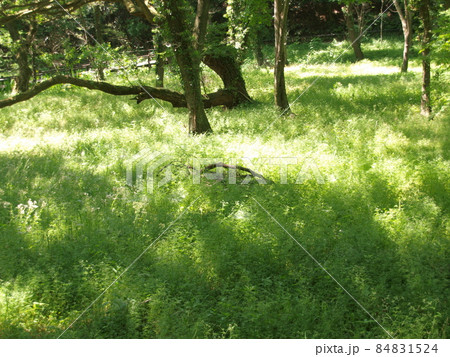 埼玉県吉見町八丁湖の木漏れ日の森 84831524