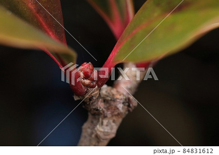 自然 植物 モッコク、十二月初め。赤い葉柄に囲まれた赤い冬芽、大きさは二~三ミリほど 自然 植物 モッコク、十二月初め。赤い葉柄に囲まれた赤い冬芽、大きさは二~三ミリほど 84831612
