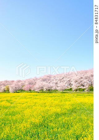 権現堂桜堤 権現堂桜堤 84831717