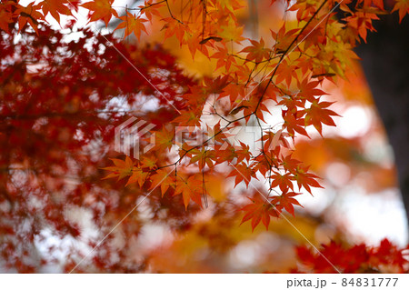 長瀞の紅葉 84831777
