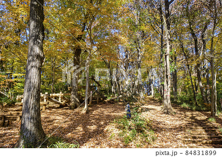 紅葉の狭山丘陵　あそびの森入口の登り坂を見上げる 84831899