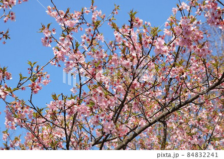春の陽ざしを浴びて穏やかに咲く桜の花 風景 春の陽ざしを浴びて穏やかに咲く桜の花 風景 84832241