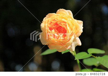 バラの花 キャラメルアンティーク バラの花 キャラメルアンティーク 84832728