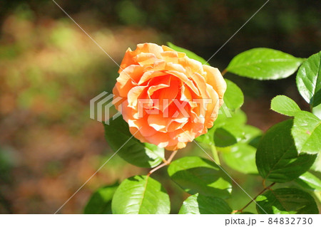バラの花 キャラメルアンティーク バラの花 キャラメルアンティーク 84832730