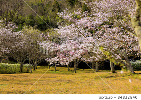 鏡山公園の満開の桜 鏡山公園の満開の桜 84832840