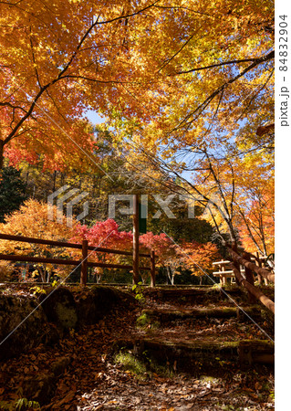 秋の赤沢自然休養林と周辺の風景 秋の赤沢自然休養林と周辺の風景 84832904