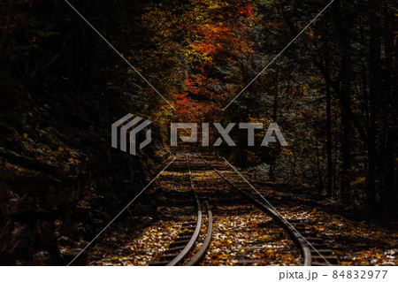 秋の赤沢自然休養林と周辺の風景 84832977