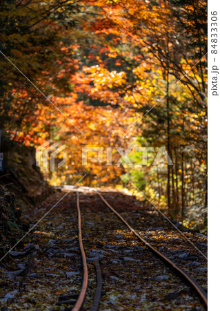 秋の赤沢自然休養林と周辺の風景 84833306